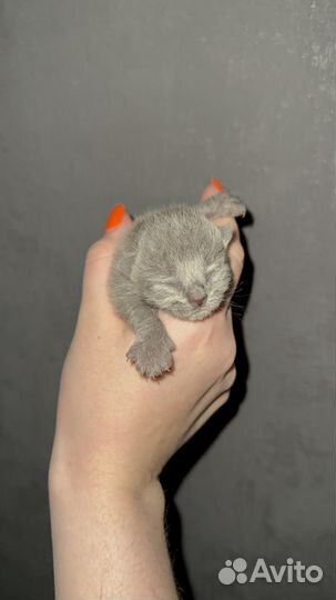 Котята британцы