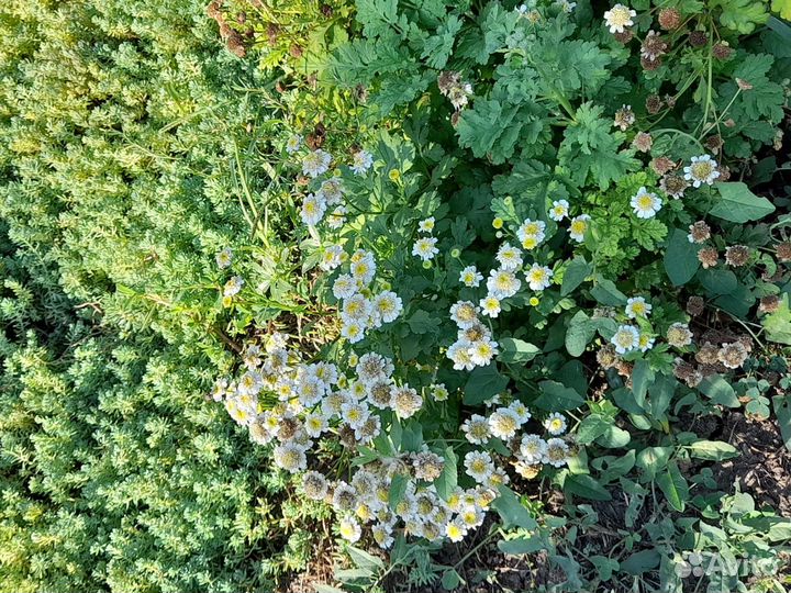 Растения для сада