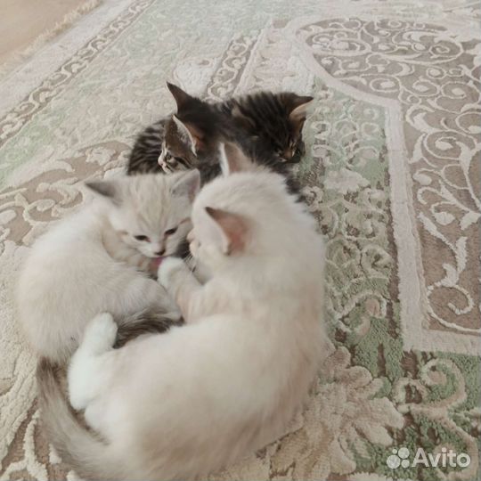 Отдам котят в добрые руки