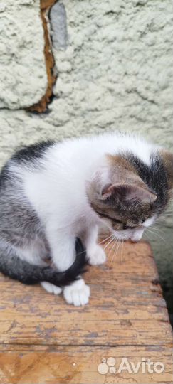 Кошки в добрые руки бесплатно