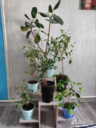 Фикусы