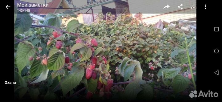 Продаю сортовую малину