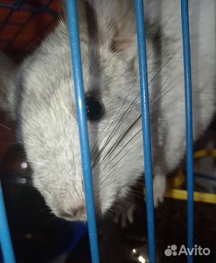 Шиншилла мальчишка 6 мес