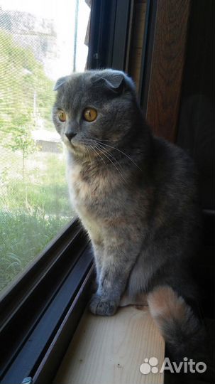 Шотландская вислоухая кошка бесплатно