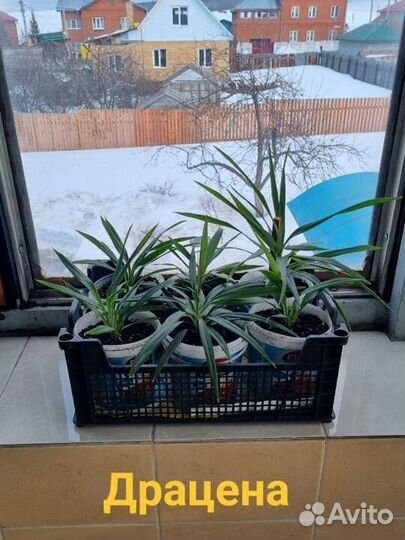 Пальма драцена
