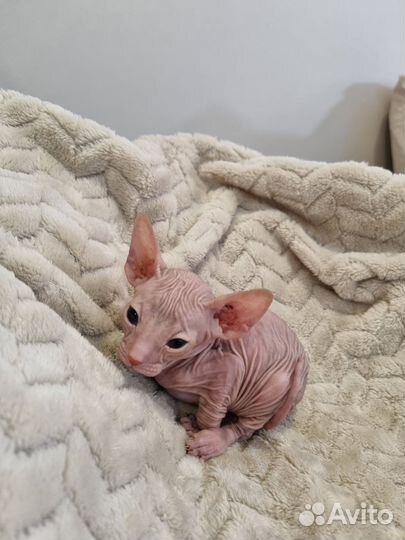 Донской сфинкс котята