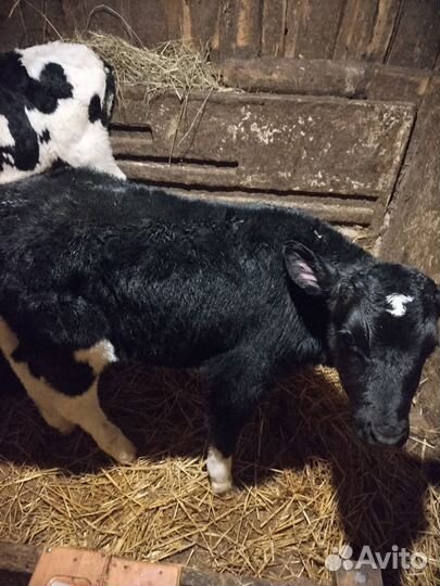 Телята бычки