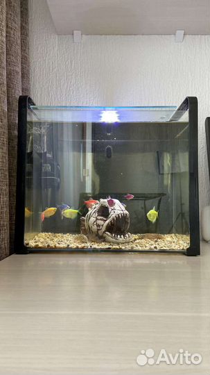Аквариум с рыбками