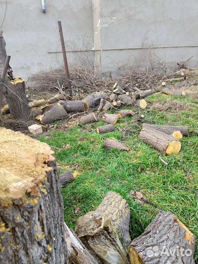 Вырубка деревьев