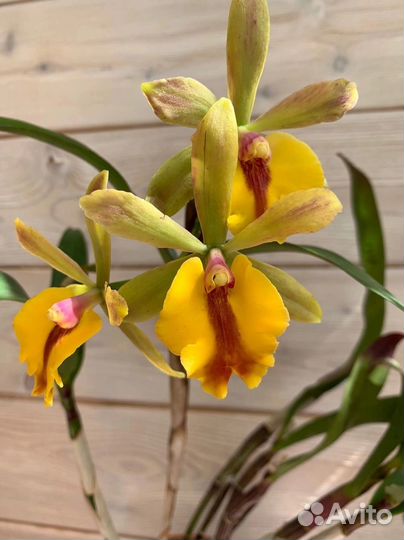 Орхидея Epc. Rene Marques x Pot. Free Spirit 