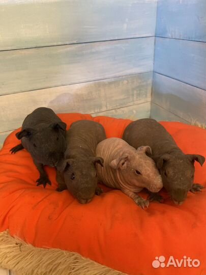 Морские свинки скинни