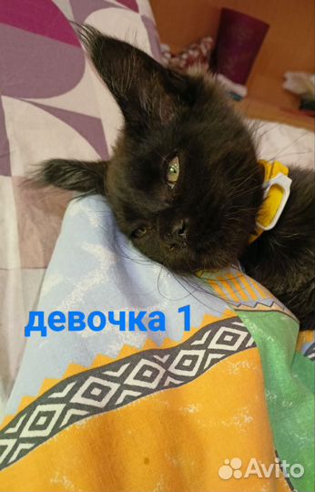 Котята мейн-кун