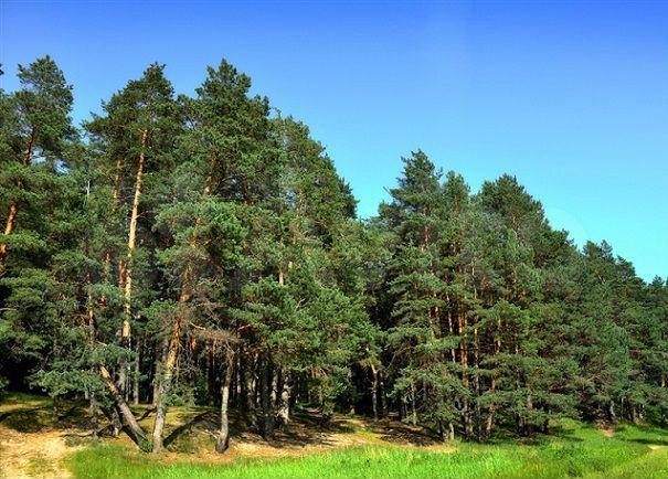 Участок 10 сот. (ИЖС)