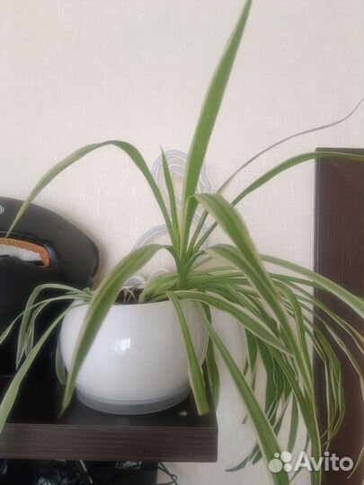 Хлорофитум