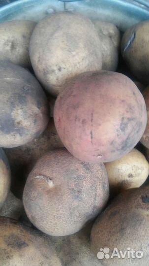 Продам картофель