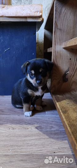 Помесь голандского спаниеля
