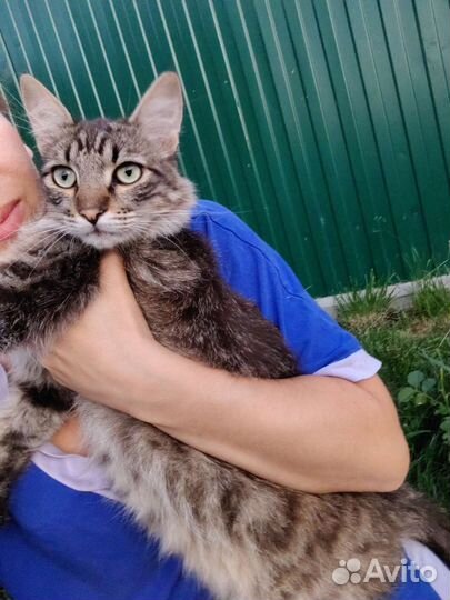 Кот в добрые руки