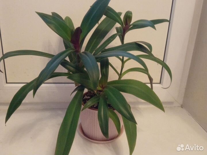 Традесканция Рео