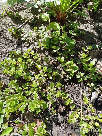 Яснотка и живучка пурпурная почвопокровная многол