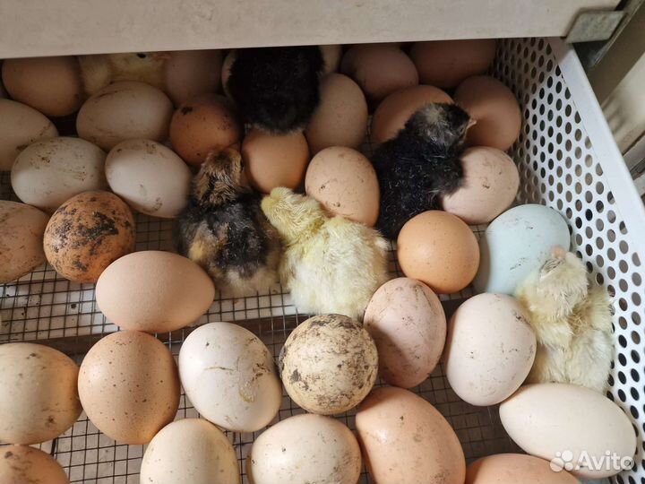 Цыплята суточные