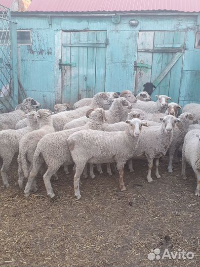 Овцы и бараны