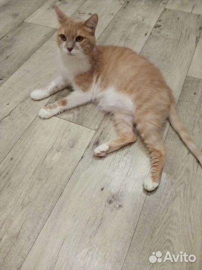 Рыжий котик