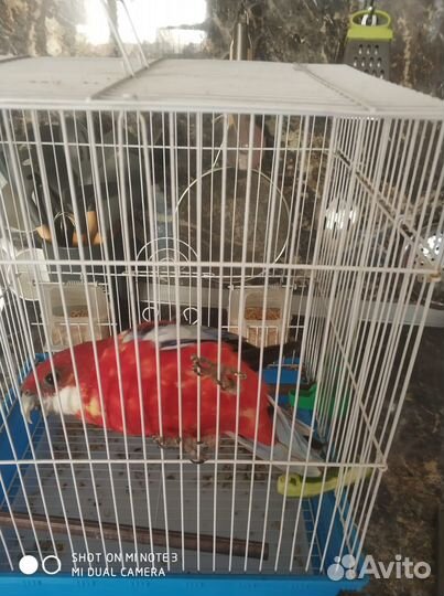 Говорящий попугай