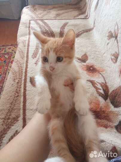 Отдам котенка в добрые руки