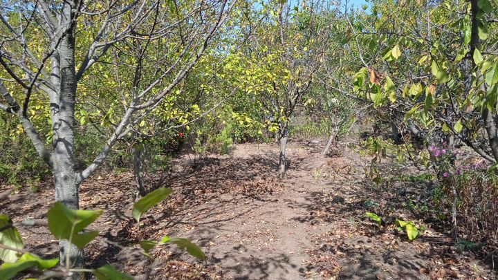 Участок 6 сот. (СНТ, ДНП)