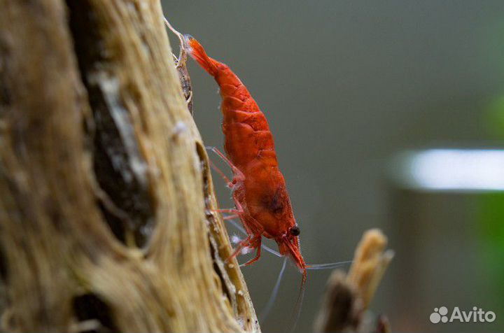 Креветка Вишня красная 1-2см