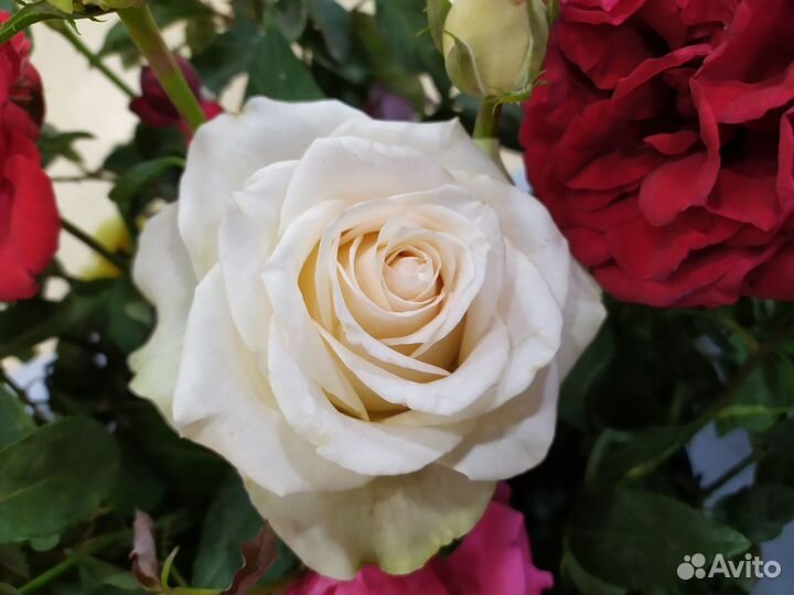 Саженцы розы Ла Пела