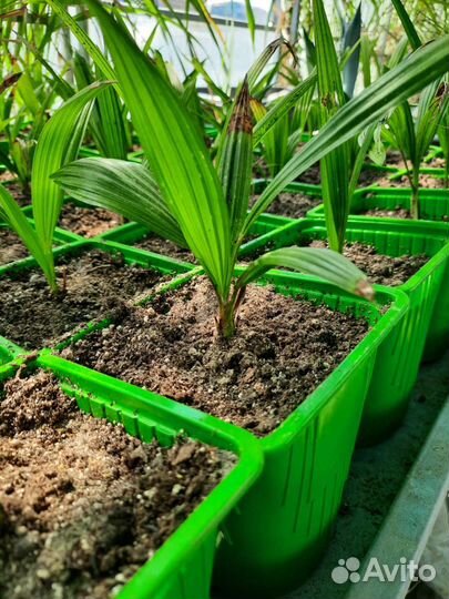 Саженец фисташки Киргизской, пальмы, фейхоа, агава