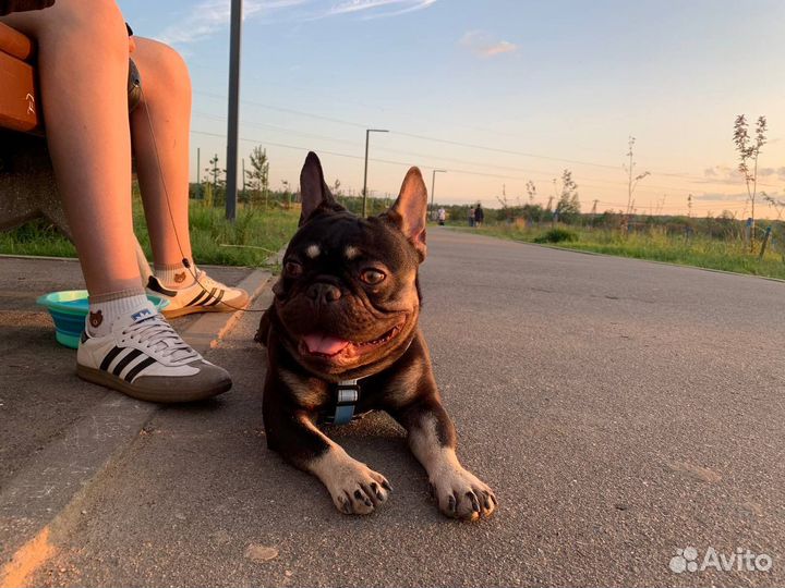 Французский бульдог