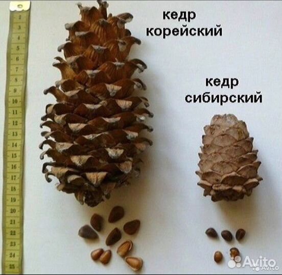 Кедр корейский