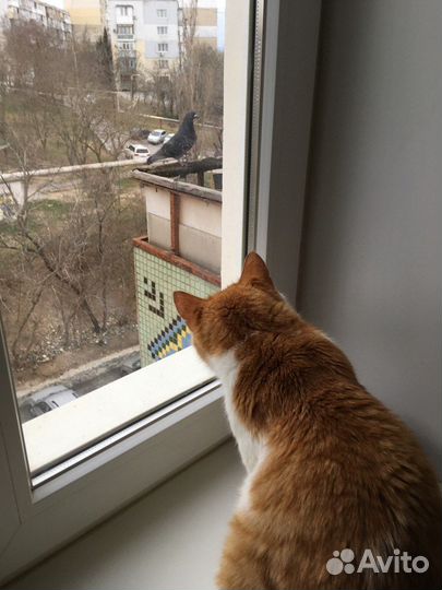 Очень общительный кот Котик в добрые руки