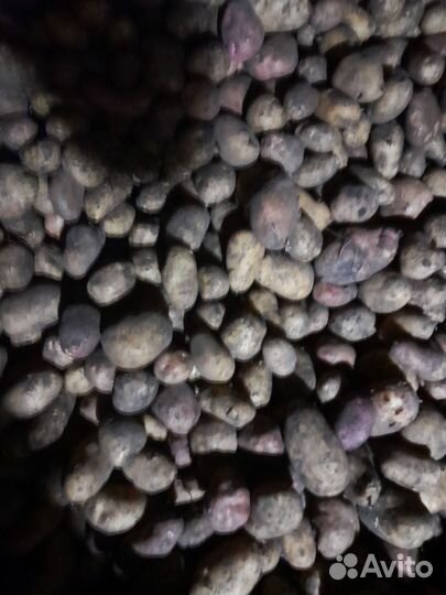 Продам картофель