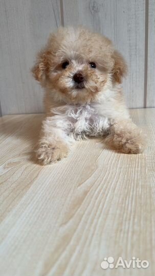 Мальтипу микро