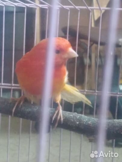 Канарейка самка 