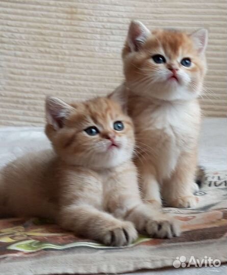 Британские золотые и серебристые шиншиллы