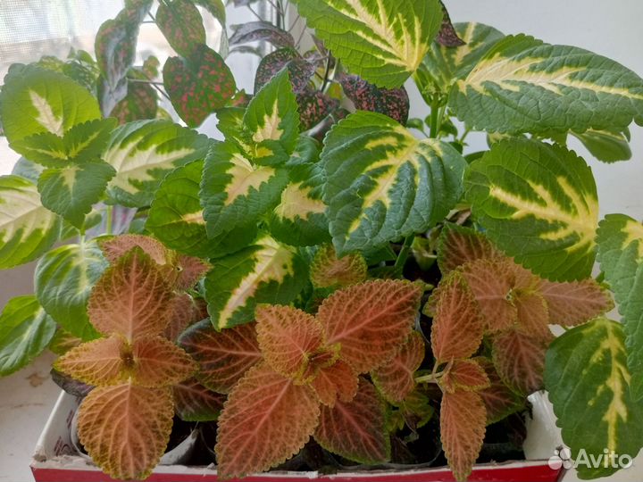 Комнатные растения