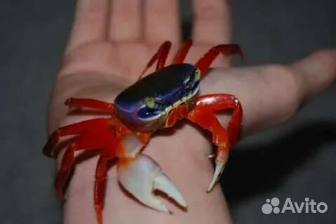 Крабы, раки аквариумные