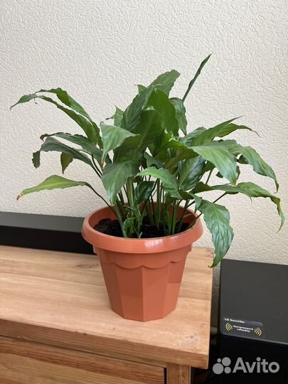 Спатифиллум