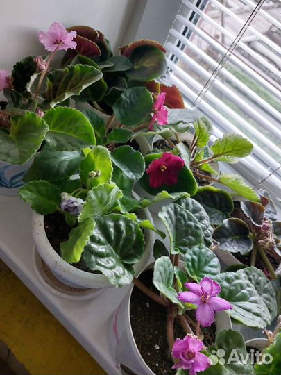 Фиалка в горшках