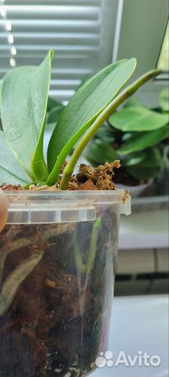 Орхидея фаленопсис