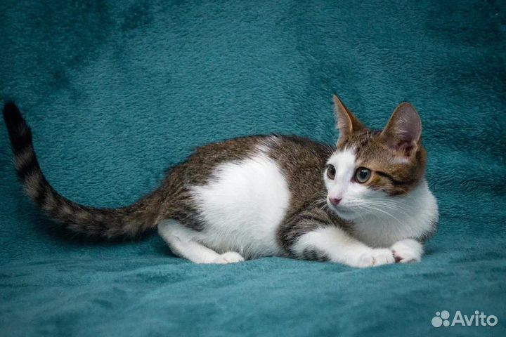 Котенок в дар