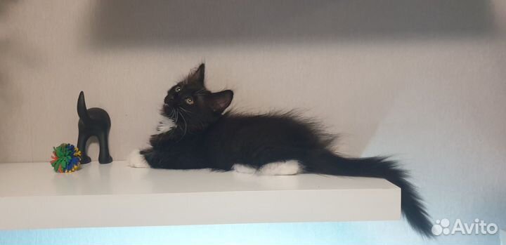 Черный пушистый котенок