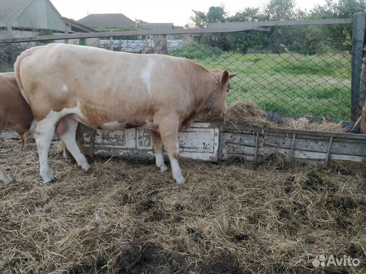 Бык Сементал