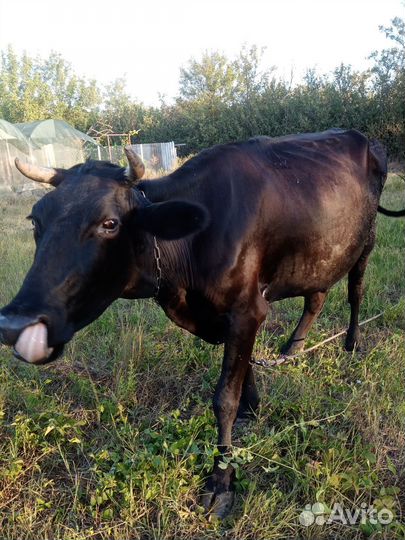 Корова дойная осемененная, 4 мес стельная