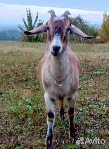 Коза дойная. Козочка англо-нубийская
