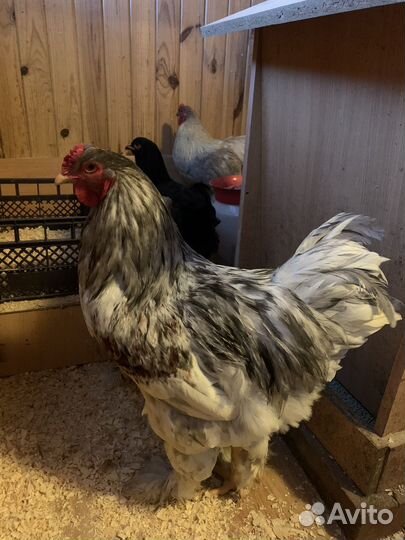 Продаю петухов Брама